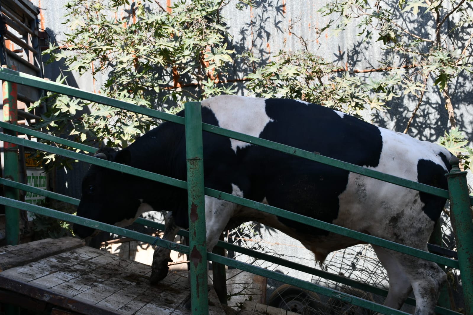 WhatsApp Image 2020-07-30 at 4.34.26 PM (2).jpeg.jpeg